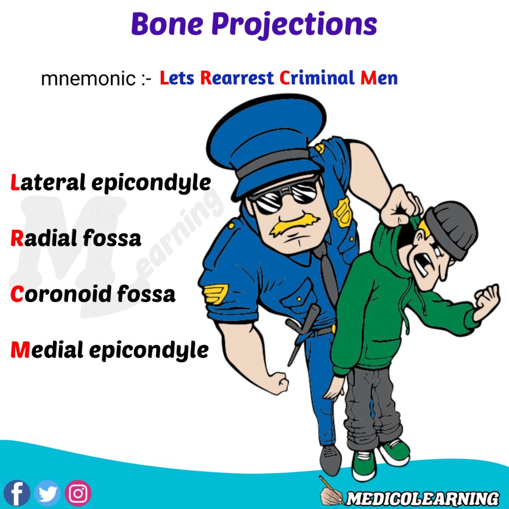 Bone Projections Mnemonic