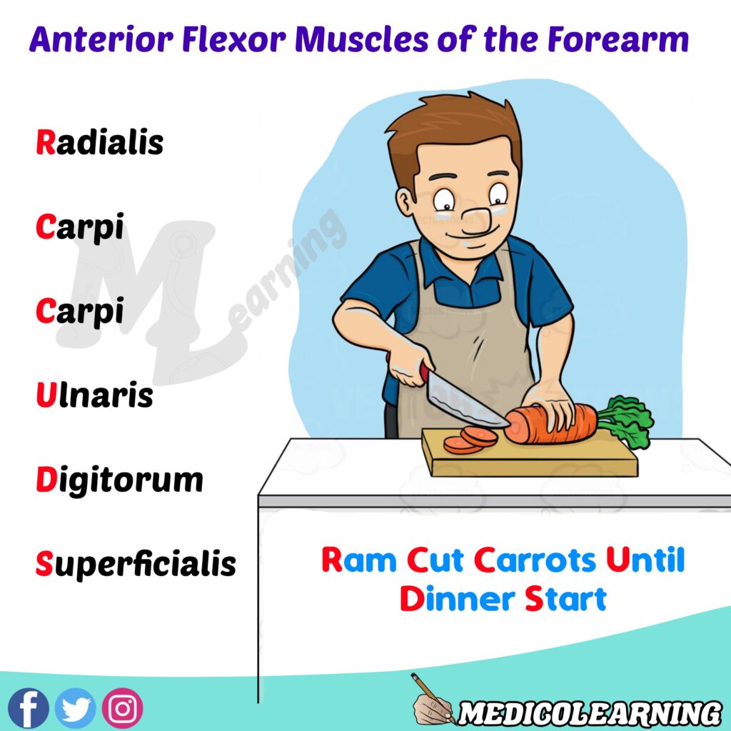 Anterior Flexor Muscles of Forearm Mnemonic