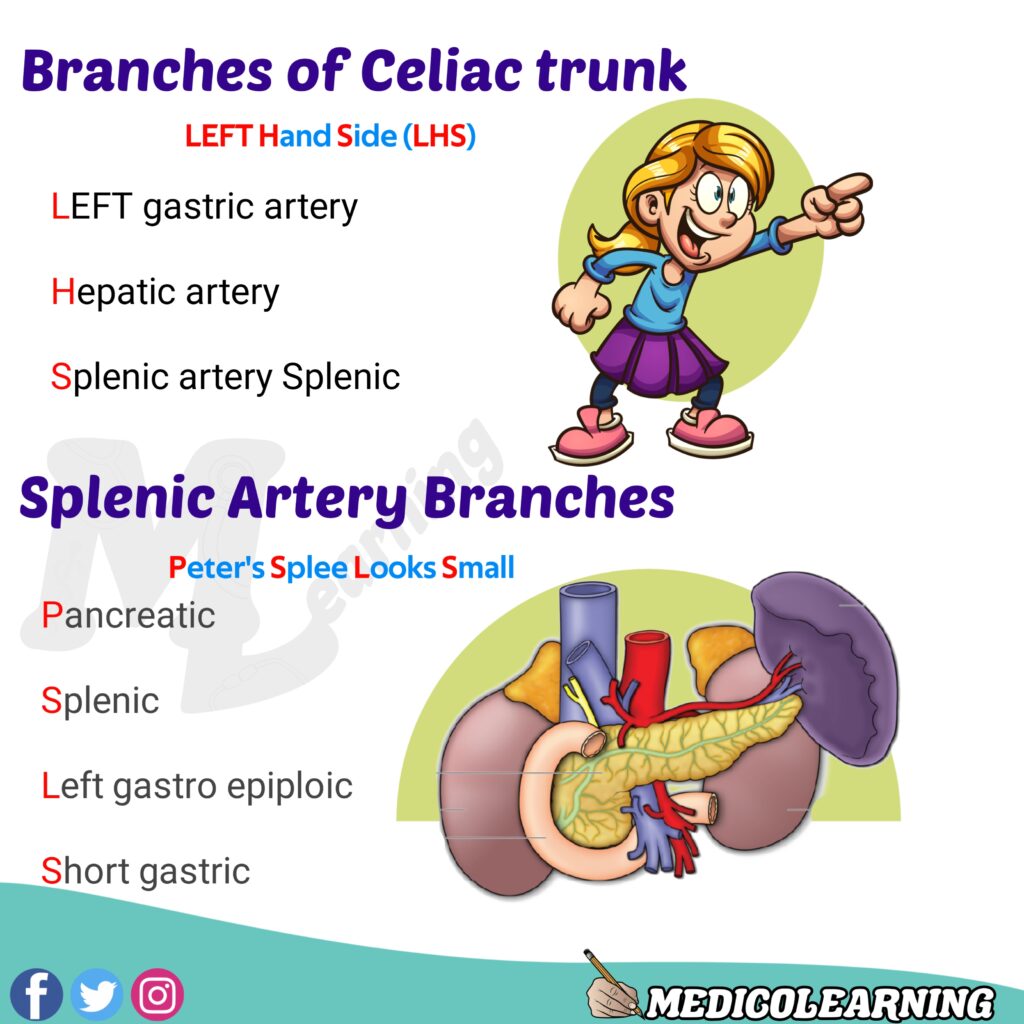 Splenic Artery Branches Mnemonic