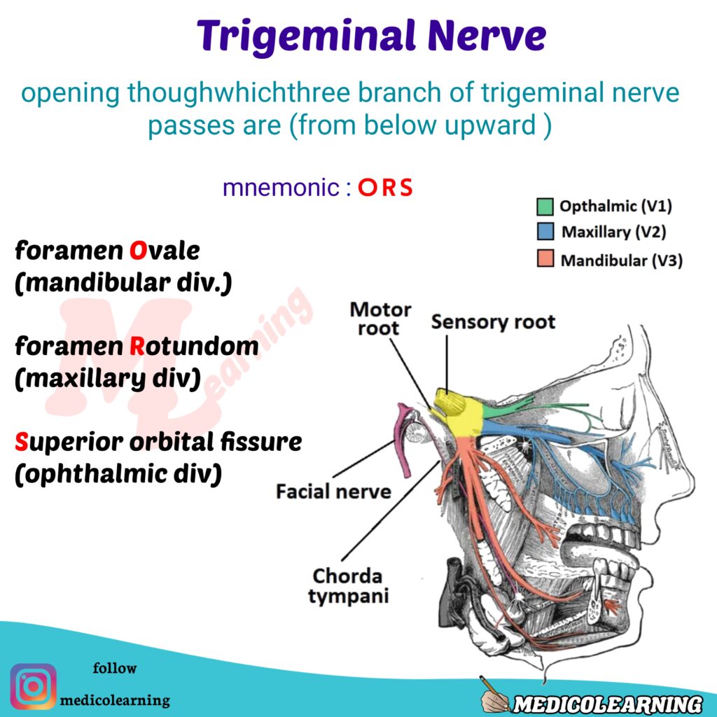 Trigemial Nerve mnemonic