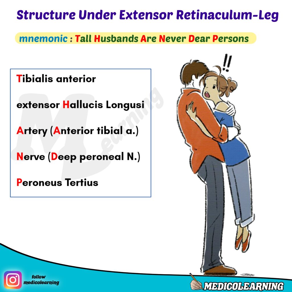 Structures Under Extensor Retinaculum Mnemonic