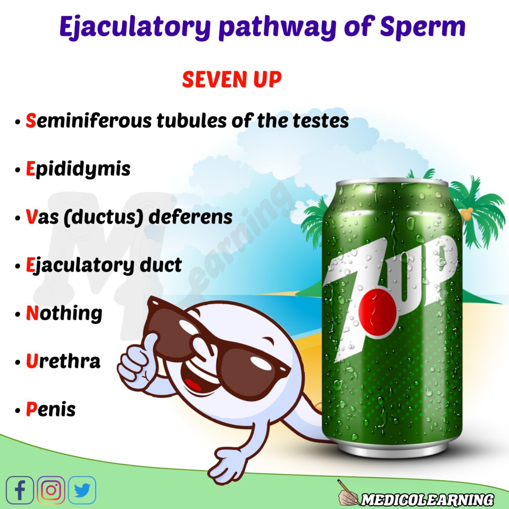 Ejaculatory Pathway of Sperm Mnemonic