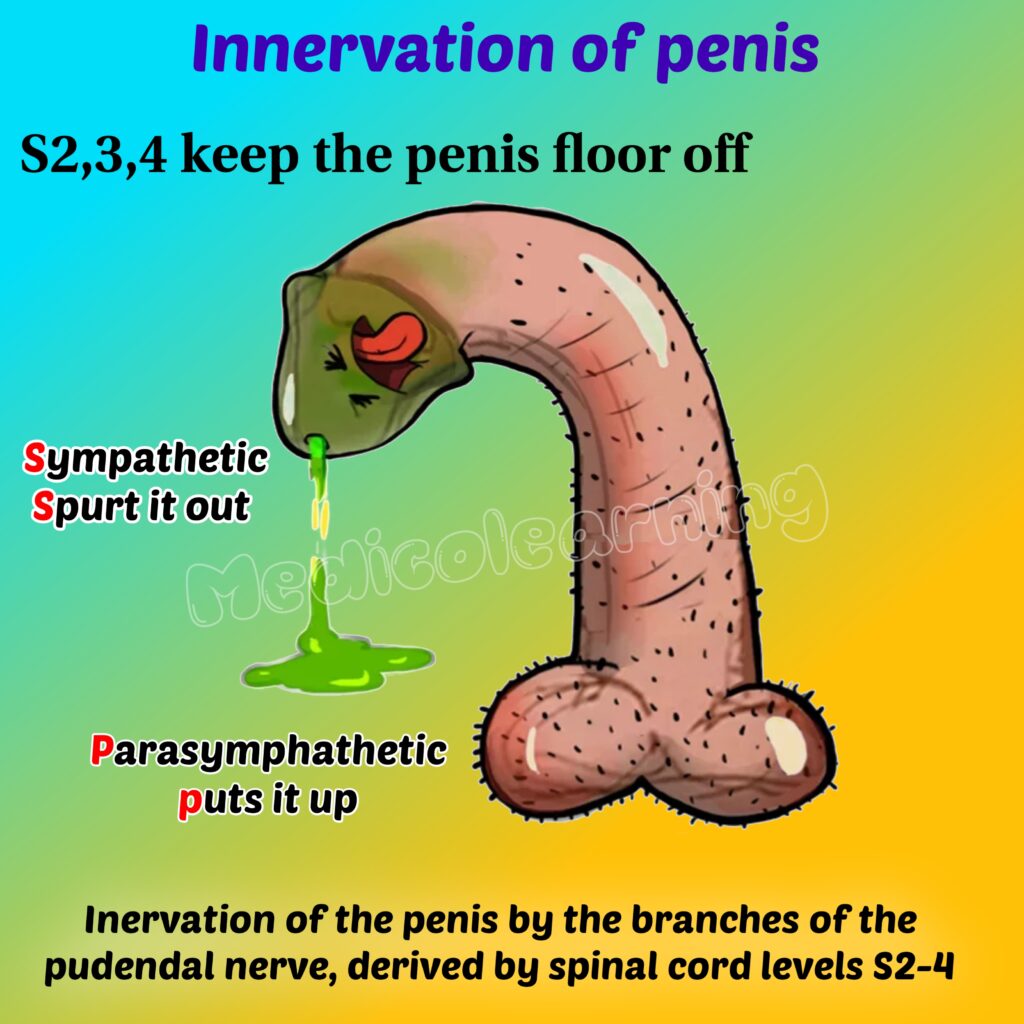 Innervation of Penis Mnemonic