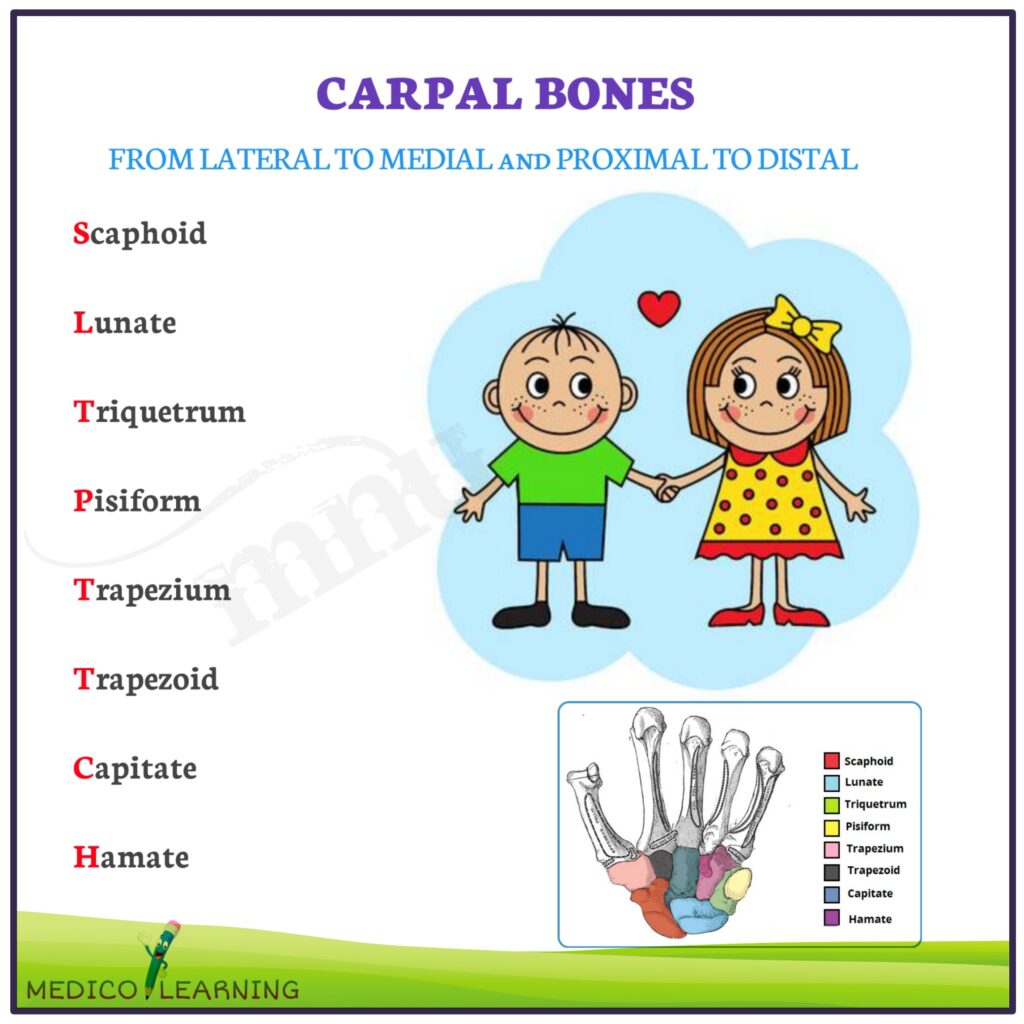 Carpal Bones Mnemonics MedicoLearning