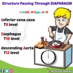 Read more about the article Structures Passing Through Diaphragm Mnemonic