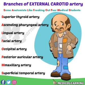 Read more about the article Branches of External Carotid Artery Mnemonic