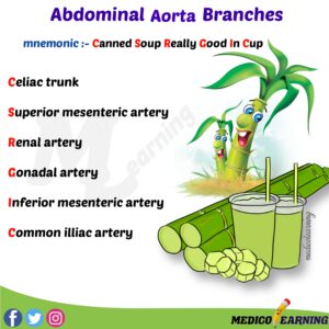 Read more about the article Abdominal Aorta Branches Mnemonic