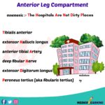 Read more about the article Anterior Leg Compartment Muscles Mnemonic