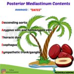 Read more about the article Posterior Mediastinum Contents Mnemonic