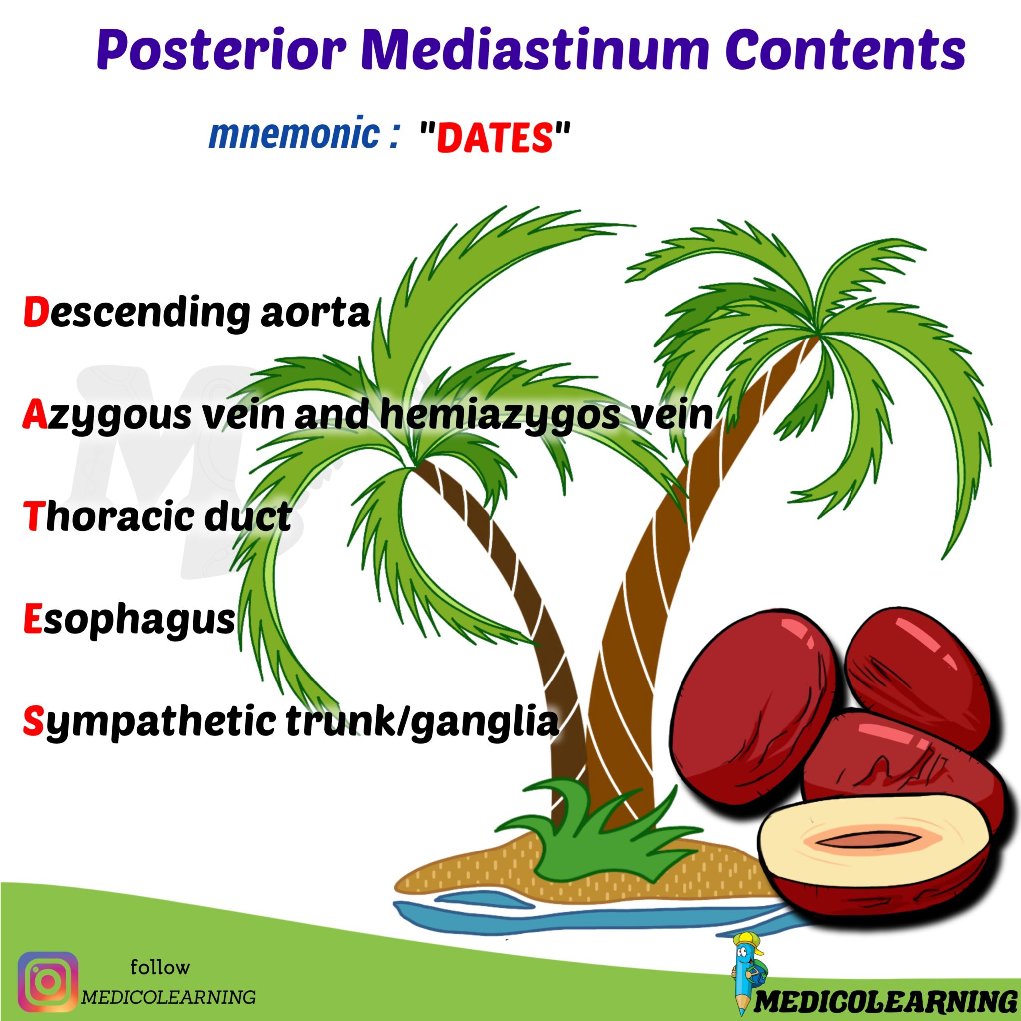 posterior-mediastinum-contents-mnemonic-medicolearning