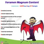 Read more about the article Foramen Magnum Content Mnemonic