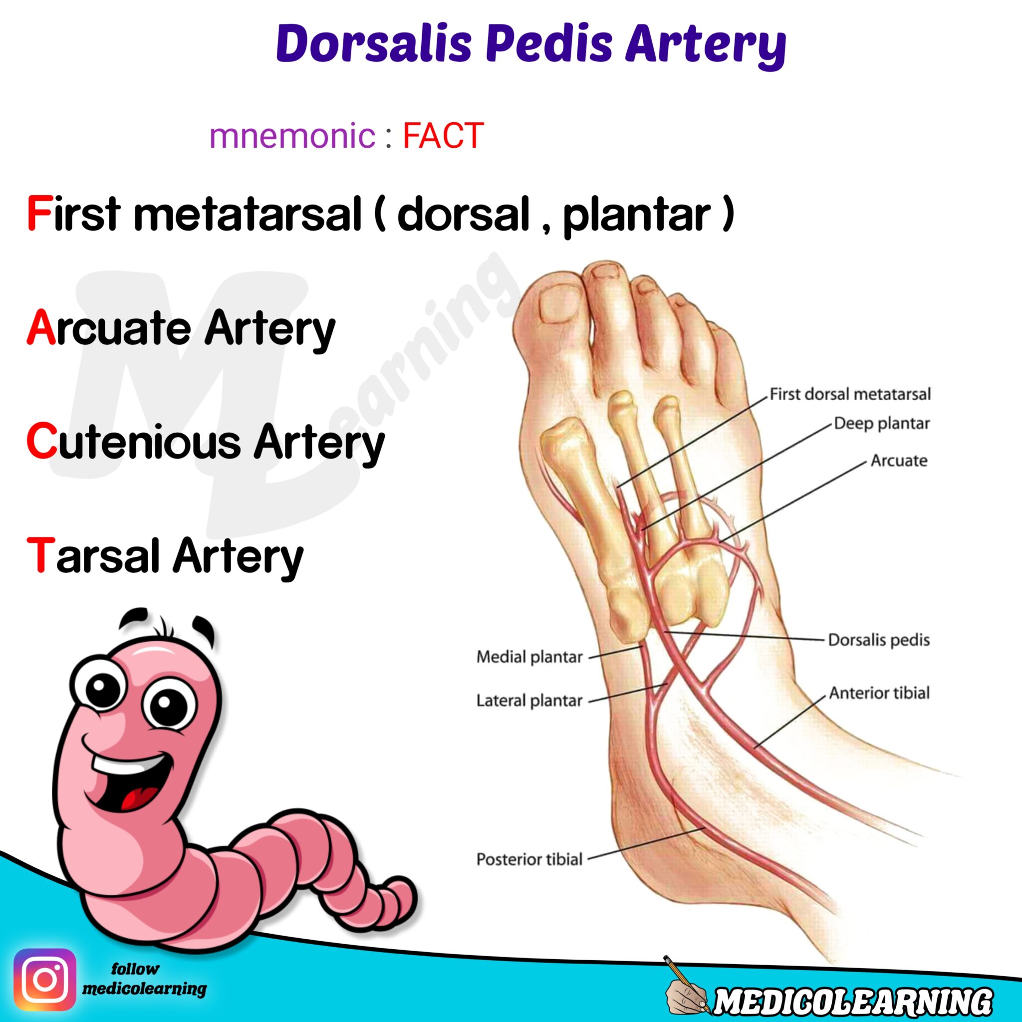 Dorsalis Pedis Artery Mnemonic MedicoLearning