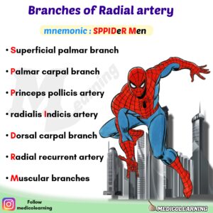 Read more about the article Radial Artery Branches Mnemonic