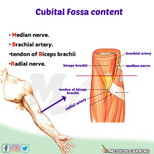 Read more about the article Cubital Fossa Content Mnemonic
