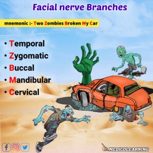 Read more about the article Facial Nerve Branches Mnemonic