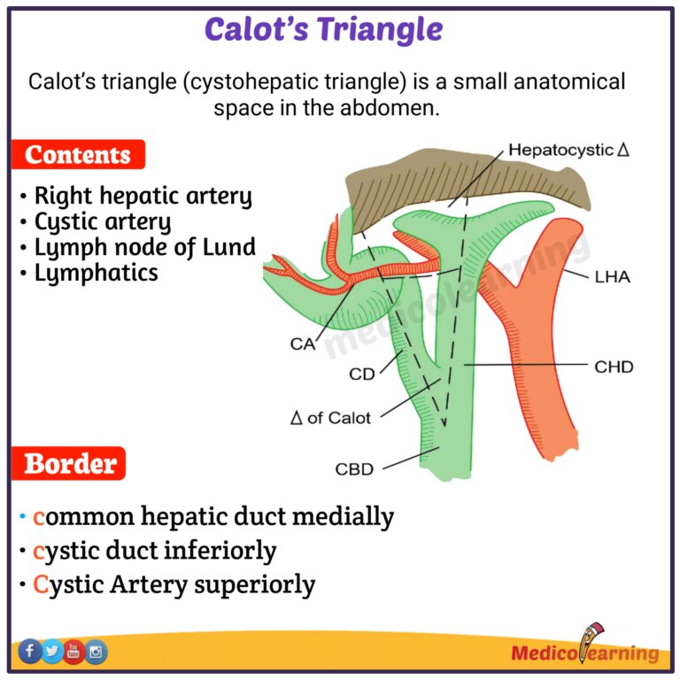 Calot’s Triangle Boundaries Mnemonic Medicolearning