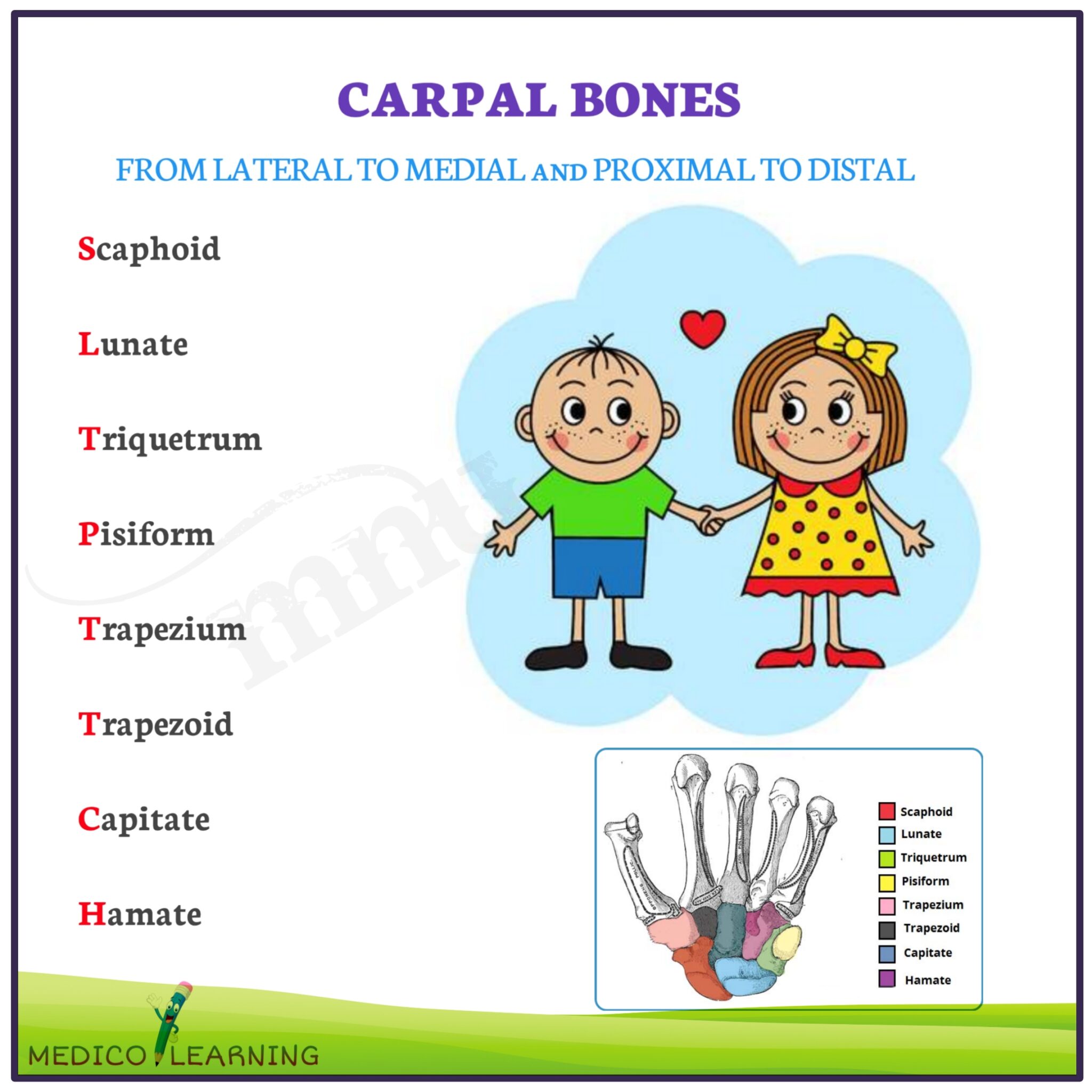 carpal-bones-mnemonics-medicolearning