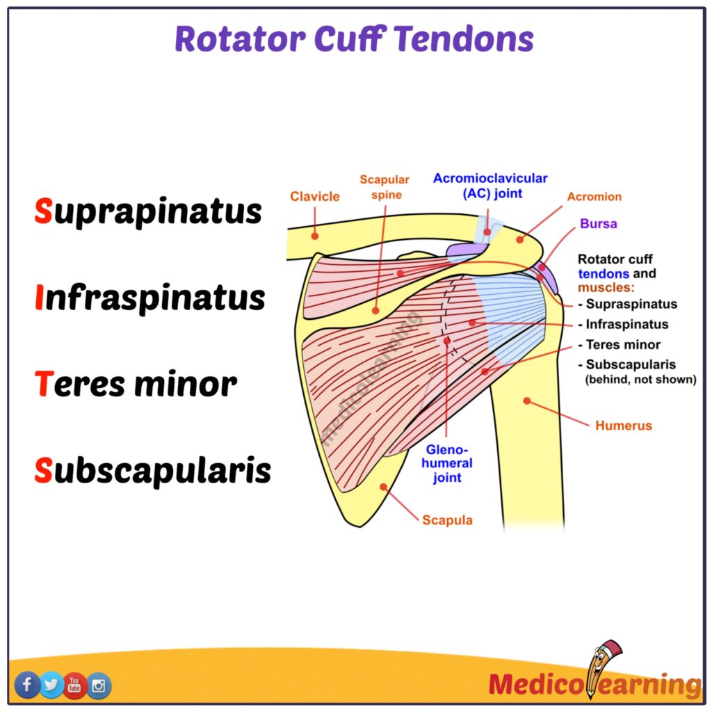 Rotator Cuff Muscles And Their Actions Mnemonic Medicolearning | My XXX ...