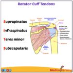 Read more about the article Rotator Cuff muscles and their actions : mnemonic