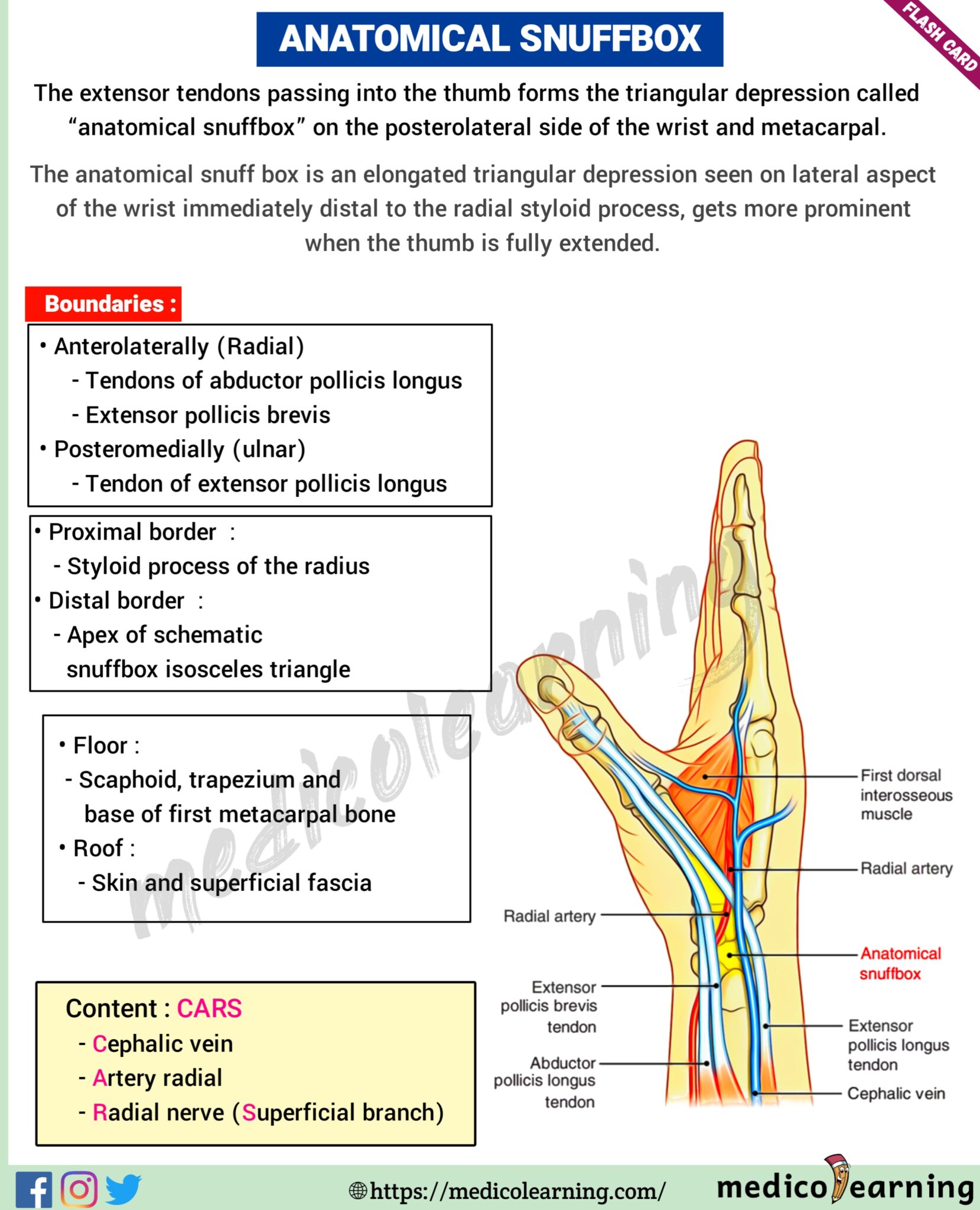 Anatomical snuffBox MedicoLearning