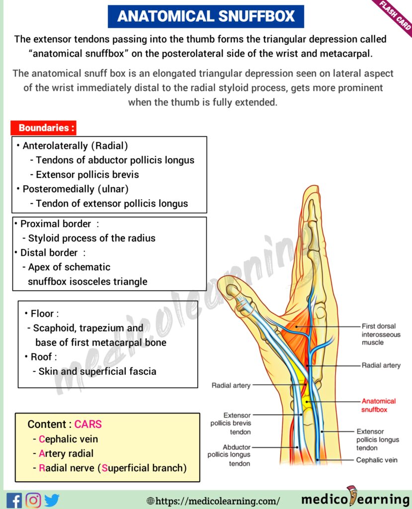 Anatomical snuffBox flash card