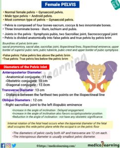 Read more about the article Female Pelvis Anatomy